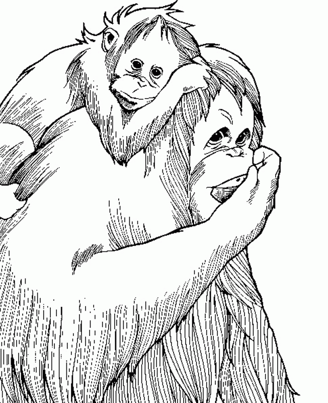 Monkeys | Free Printable Coloring Pages