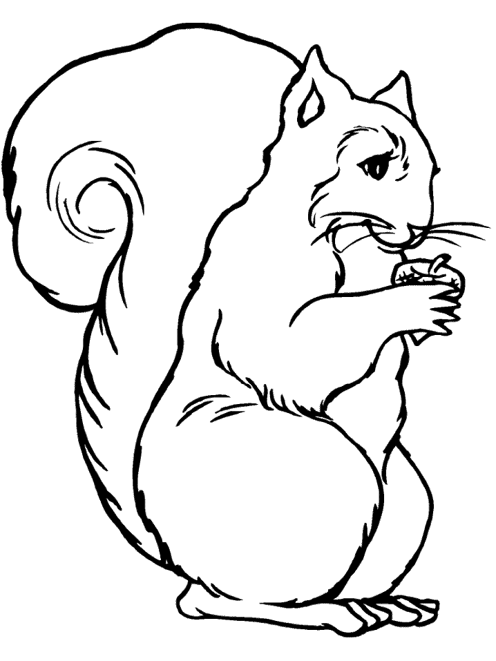Free Printable Squirrel Coloring Pages | Coloring Pages