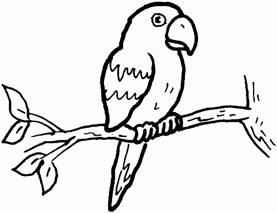 Parrot Animal Bird Coloring Sheets - Kids Colouring Pages