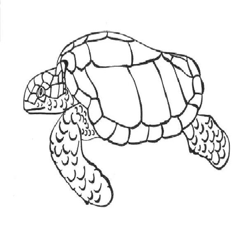 Coloring Pages A Sea Turtle - HD Printable Coloring Pages