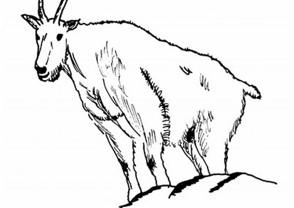 Funny Wild Goat Coloring Pages Best Res | ViolasGallery.