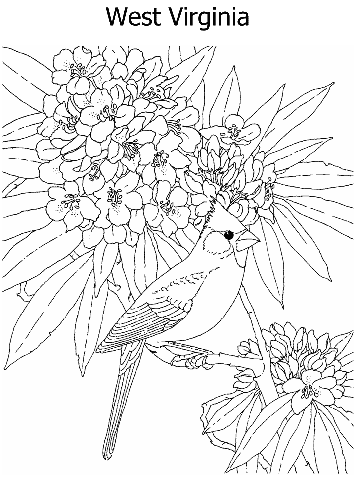 Alaska State Flower Coloring Page