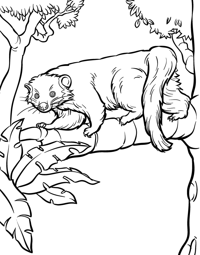 Zoo Coloring Book - Coloring Home