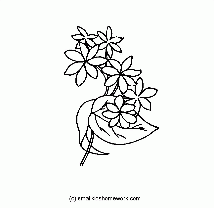 Jasmine Flower Outline and Coloring Picture with Interesting Facts