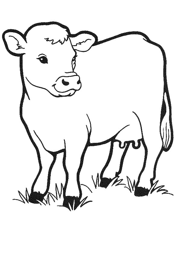 cow-coloring-pages-12.gif (613×863) | Fun stuff