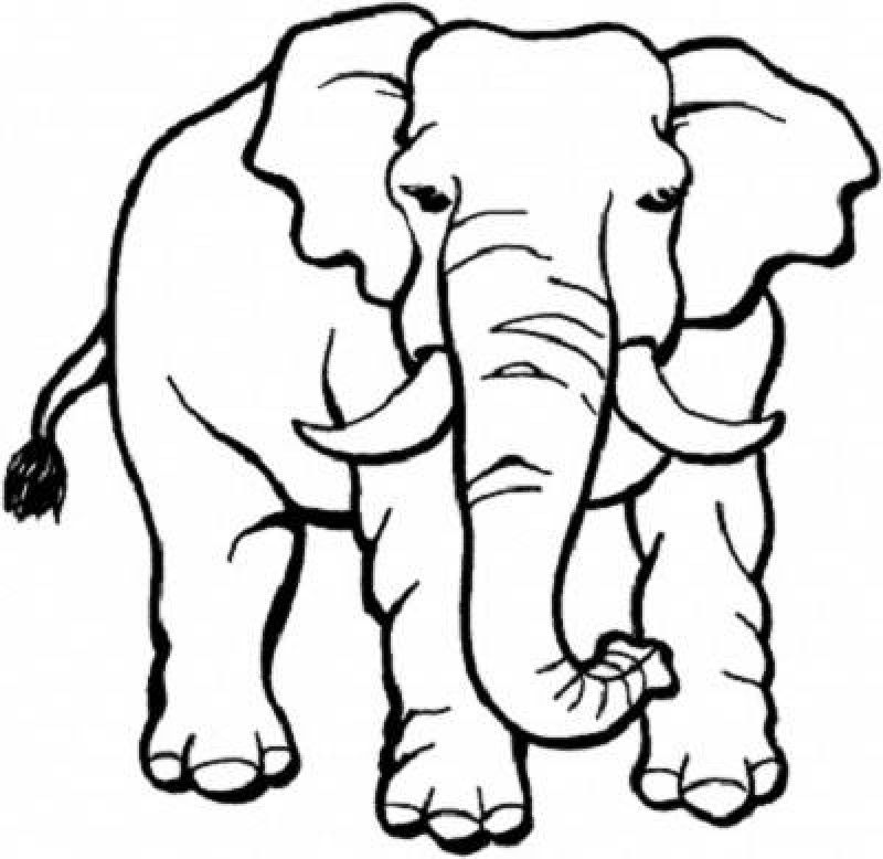 Coloring Pages Elephant - Kids Colouring Pages