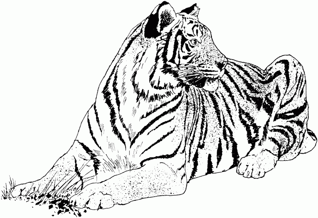 Realistic Tiger Coloring Pages - Coloring Home