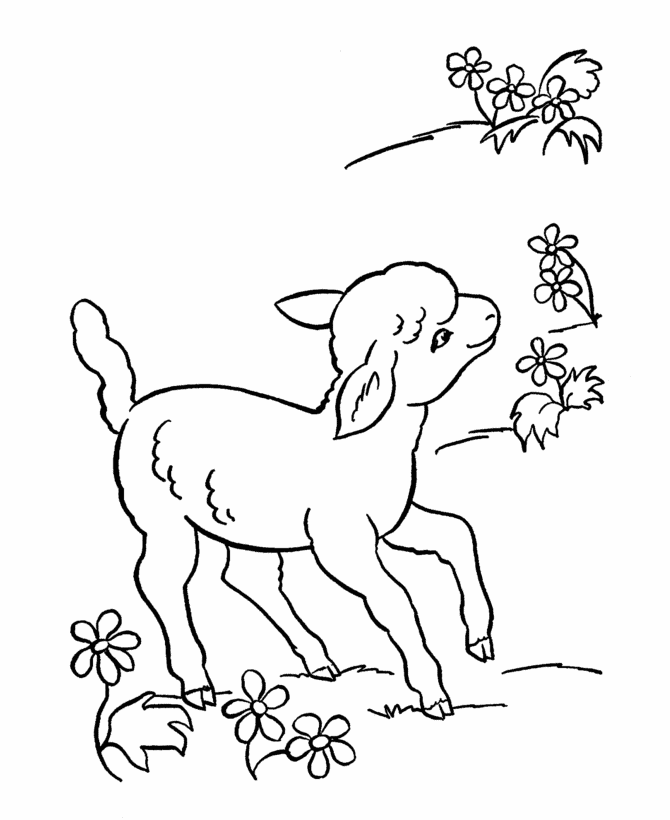 sheep coloring pages books for education