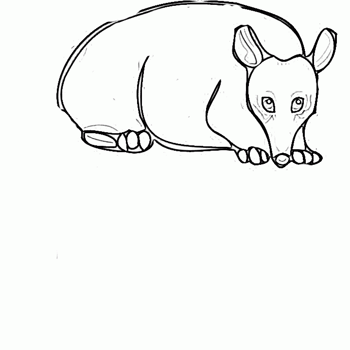opossum pictures Colouring Pages