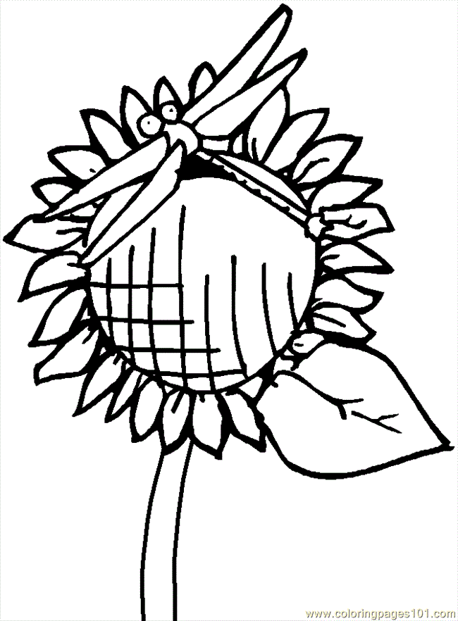 Coloring Pages Flower Coloring Pages Dragonfly7 (Natural World 