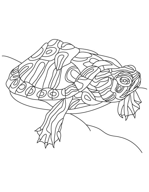 Alabama Red Bellied Turtle | Download Free Alabama Red Bellied 