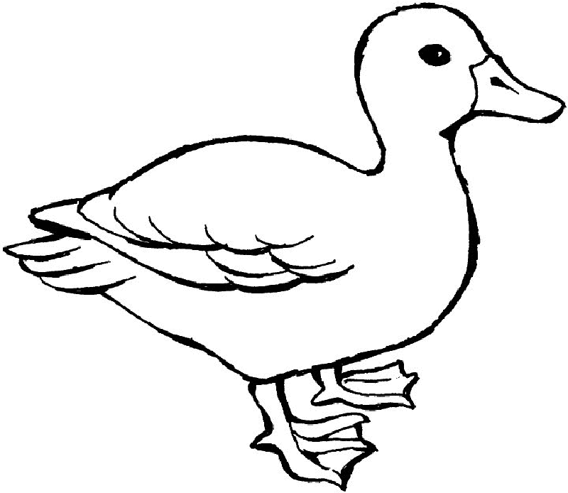 Ducks | Free Printable Coloring Pages – Coloringpagesfun.com