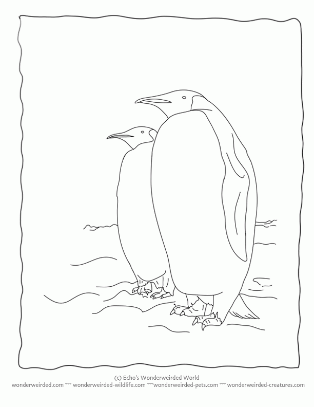 Penguin Coloring Page, Echo's Penguin Coloring Pictures for Animal 