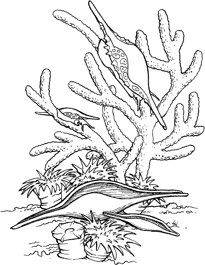 Sea Life Coloring Page - Coloring Home