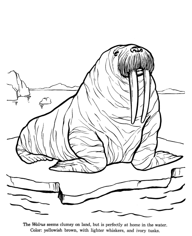 animal drawings coloring pages walrus identification drawing 