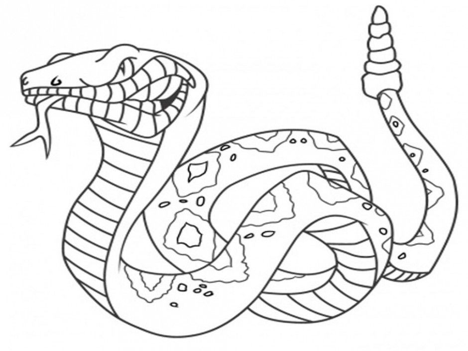 Realistic Coloring Pages Of Snakes Wallpaper Hd Desktop Id 43377 