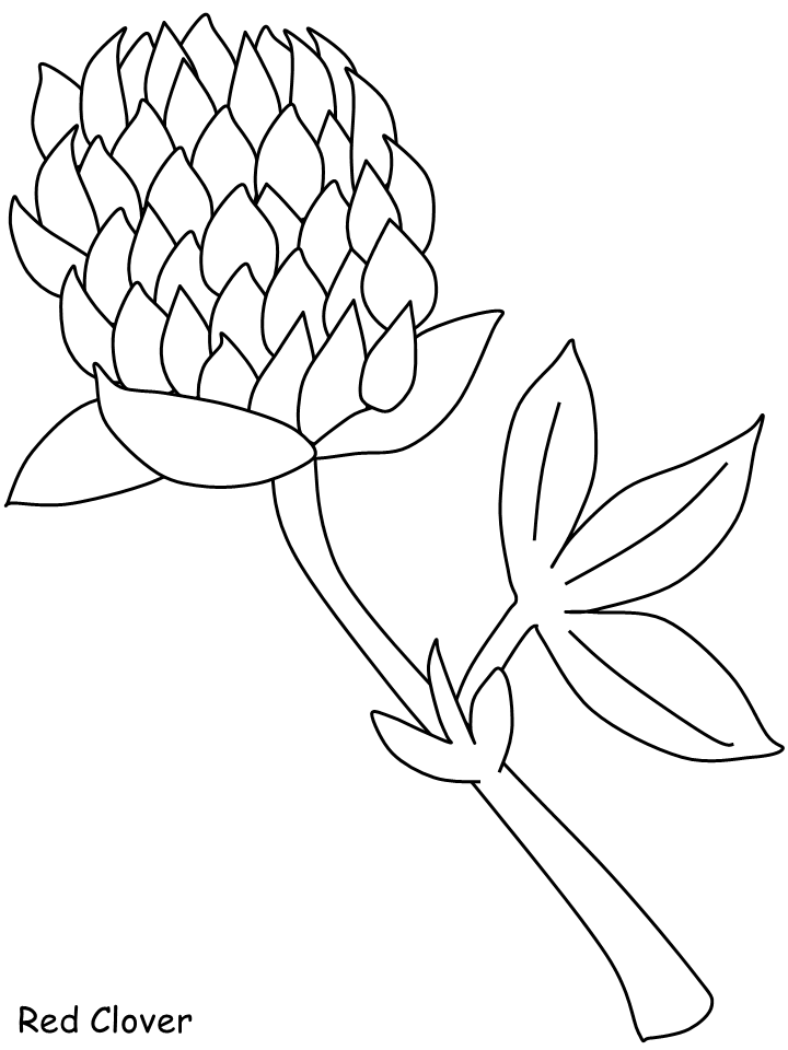 red clover Colouring Pages