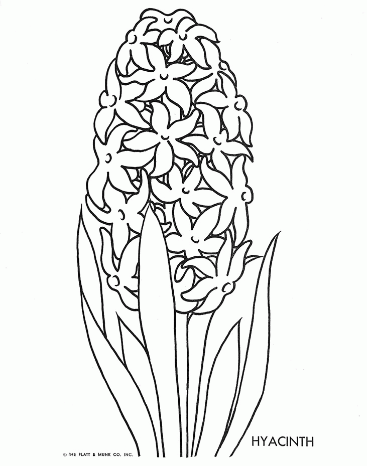 flower flowers coloring patterns hyacinth trace simple drawing colouring printable embroidery adults floral drawings adult popular getdrawings sheets getcolorings quilter