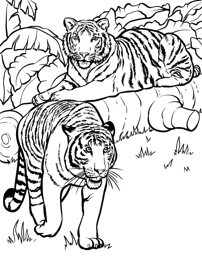 Male Kitten Coloring Sheets