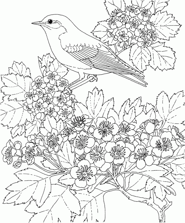 Free Printable Coloring Page Missouri State Bird And Flower 169140 