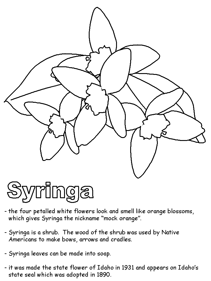 Syringa coloring page