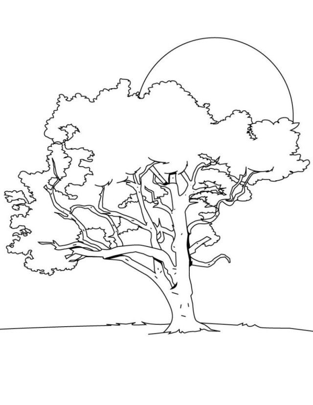 Best Tree Coloring Pages Trees Best For Kids | Laptopezine.