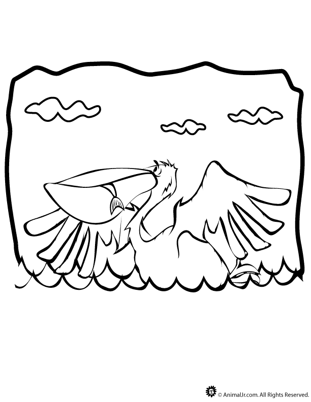 pelicans Colouring Pages (page 3)