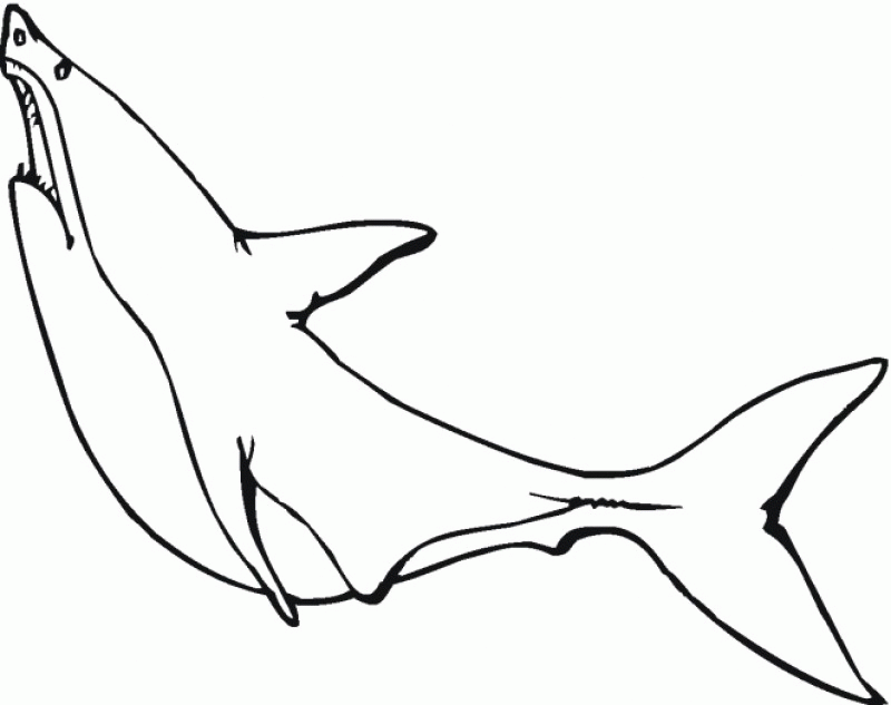 Coloring Pages A Great White Shark - HD Printable Coloring Pages