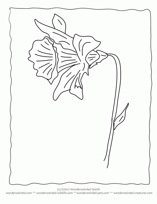 Daffodil Flower Coloring Pages Printable
