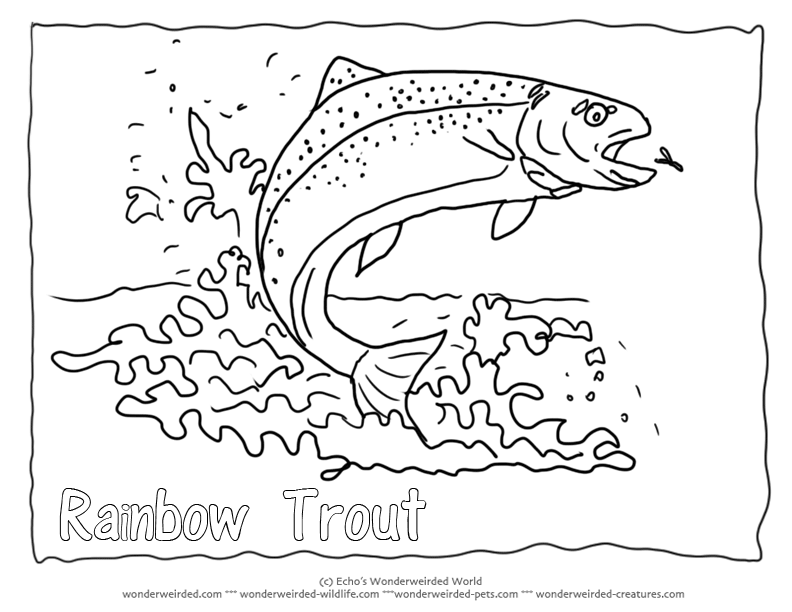 Trout Fish Outlinerainbow Trout Coloring Page Rainbow Trout 