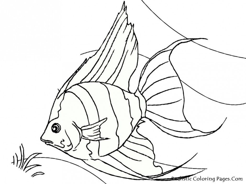 Tropical Fish Coloring Pages The Doll Palace Pictures Id 96326 