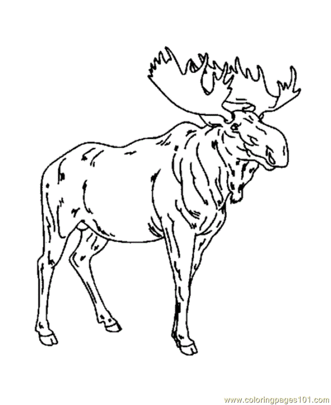Download Moose Coloring Pages - Kids Colouring Pages