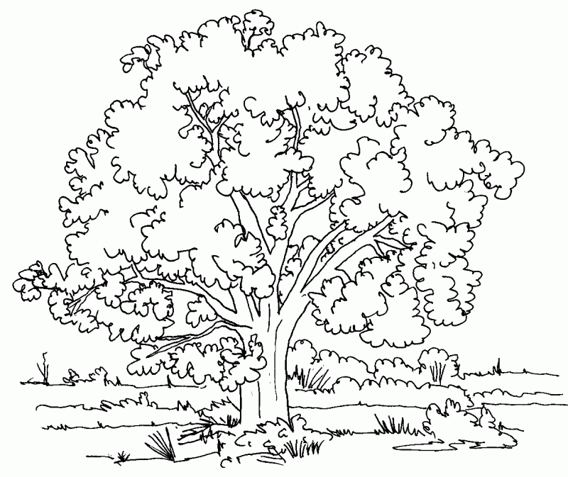 Pictures Of Trees To Colour - HD Printable Coloring Pages