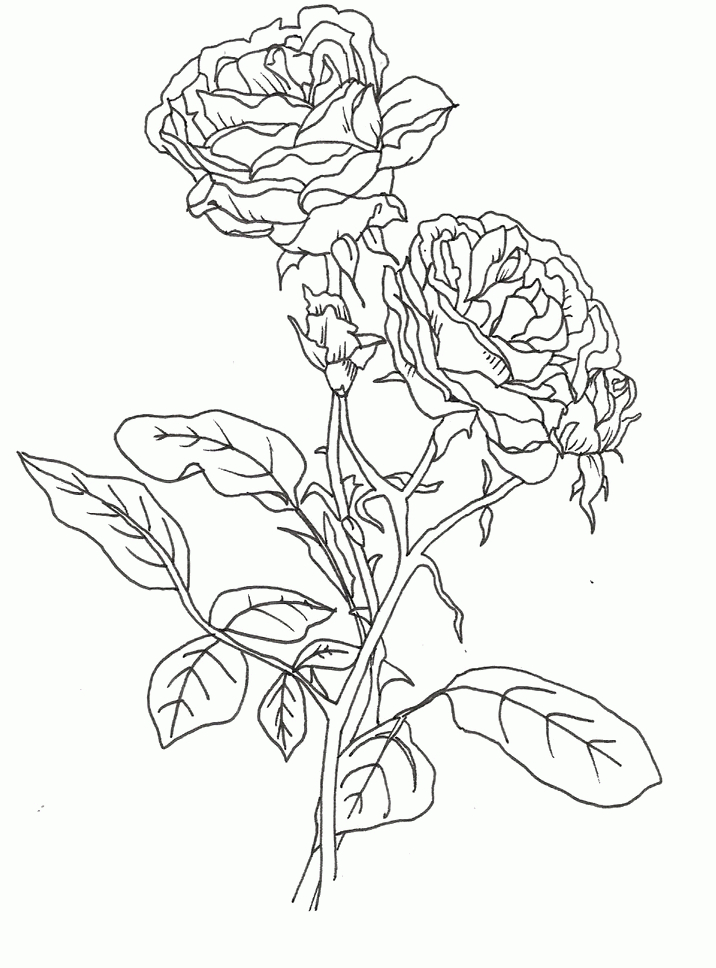 rose parts Colouring Pages