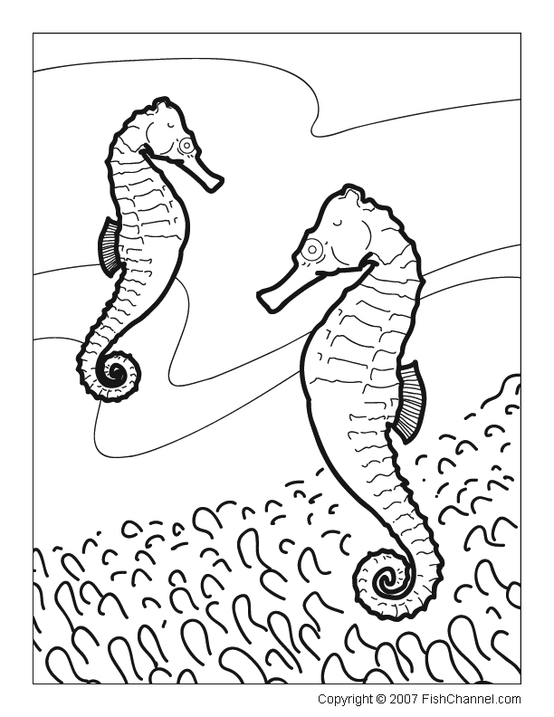 Printable Fishchannel Coloring Page Seahorses