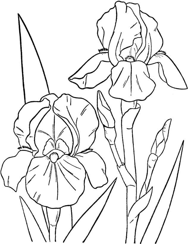 Spring Flowers Images Coloring Pages | Stencil/Templates for Fusing |…