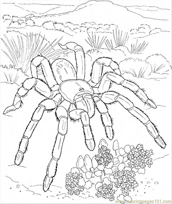 tarantula-coloring-pages-coloring-home