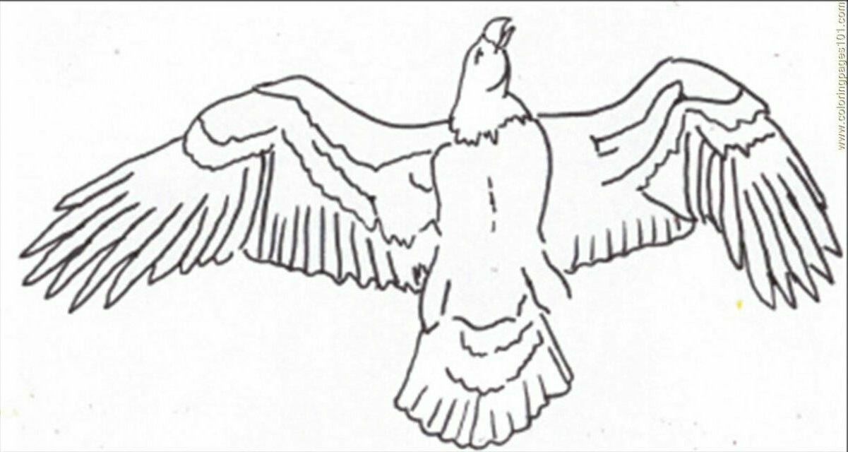 Coloring Pages Eagle Line Drawing 3 Birds Gt Eagle Free 135564 