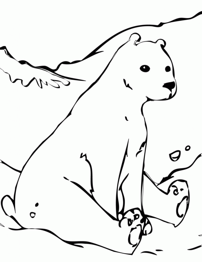 Polar Bear Coloring Page Educations