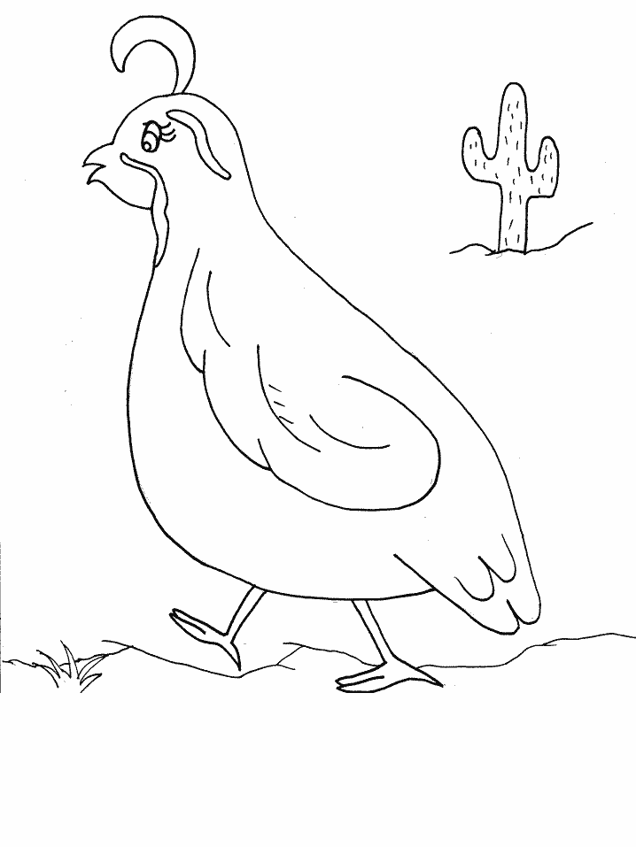 Quail Coloring Page - Coloring Home