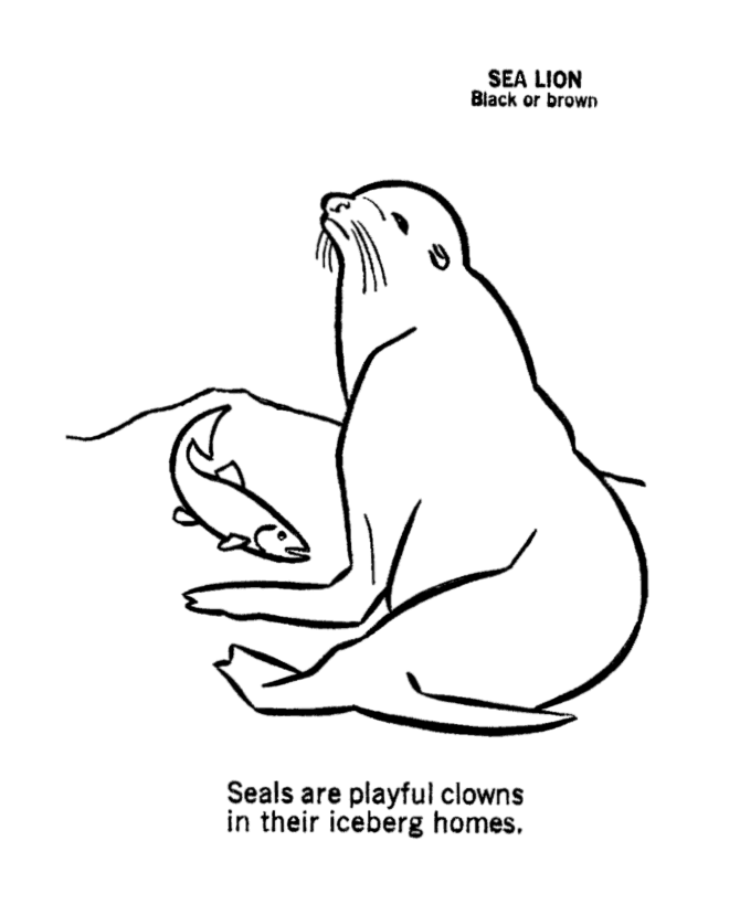 wild animal coloring pages seal page and kids activity