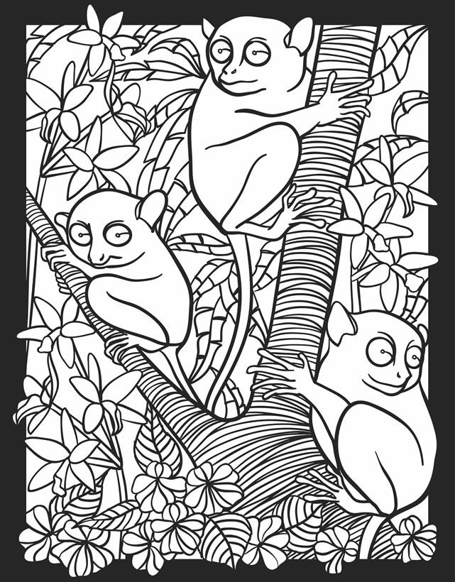 Childhood Education: Nocturnal Animals Coloring Pages Free 