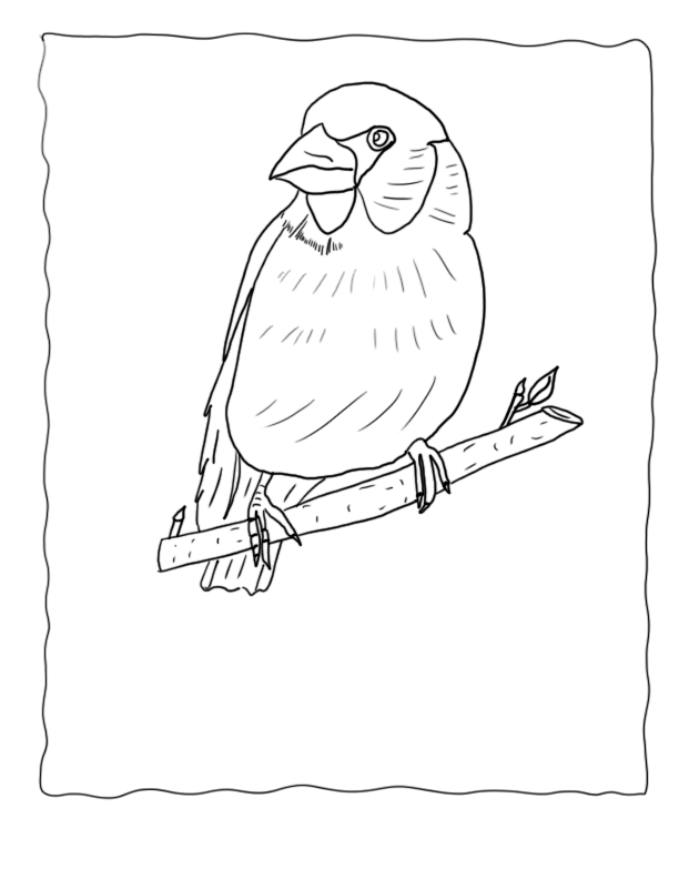 Finch Coloring Pages Hawfinch, Echo's Bird Coloring Pages of Finches