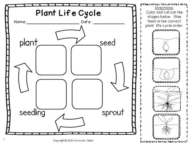plant coloring page