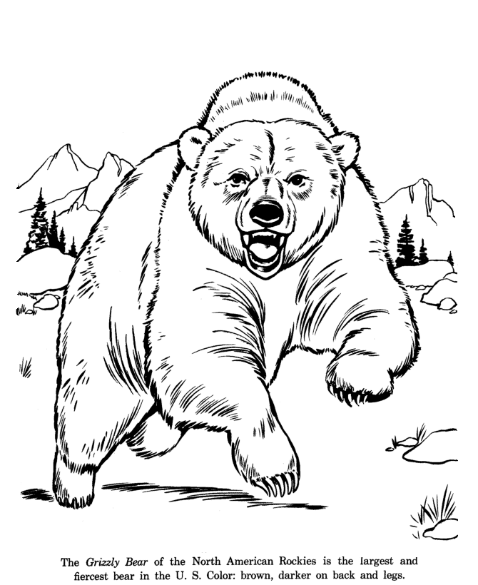 Grizzly Bear drawing and coloring page | cooler than cool coloring sh…