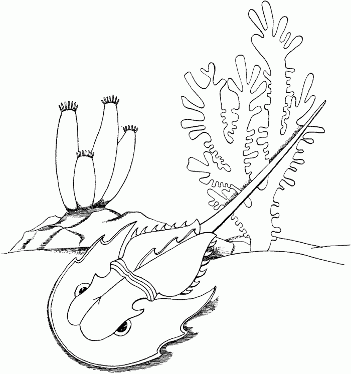 Horseshoe Crab Coloring Page