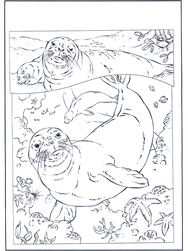 Seals - Water Animals
