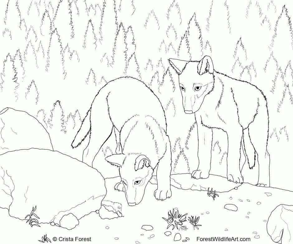 Jungle Animal Coloring Pages Unicoloring Coloring Pages Of 158435 