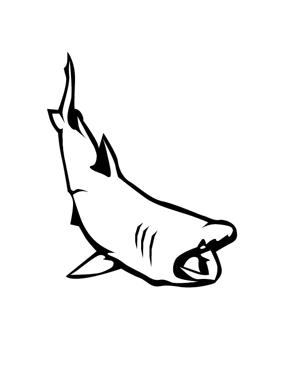 Shark Coloring Picture