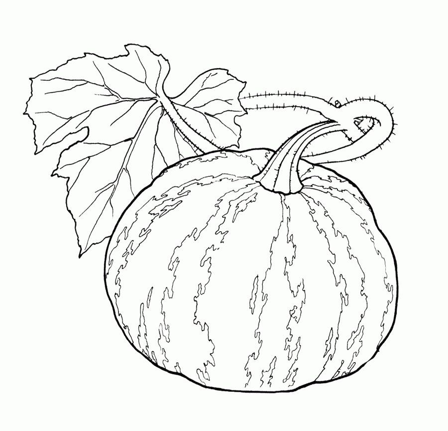 Vegetables Pumpkin And Leaves A Wide Coloring Page For Kids 